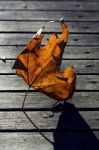 Wood  Yellow Stock Photo