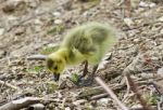 Beautiful Isolated Picture Of A Cute Funny Chick Of Canada Geese Looking At Something Stock Photo