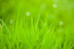 Green Grass Stock Photo