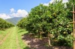 Orange Orchard In Thailand Stock Photo