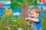 Cute Small Boy At The Field Of Flowers Having Good Time Stock Photo