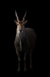 Eland Standing In The Dark Stock Photo