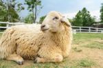 Sheep Resting Stock Photo