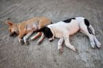 Sleeping Dogs Stock Photo