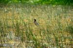 Bird Name Chinese Pond Heron Stock Photo