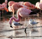 Pink Flamingo Stock Photo