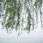 Chinese Willow Tree Stock Photo