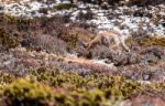 Deer Eating Grass On The Mountains Stock Photo