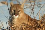 Cougar Stock Photo