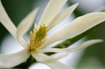 
White Chempaka White Bloom On The Beautiful Aroma Stock Photo