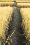 Rice Field In Thailand Stock Photo