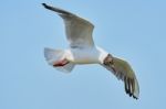 White Seagull In Flight Stock Photo