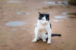 Homeless Cat Black And White Sitting Along Site Road Stock Photo