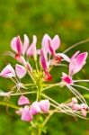 Cleome Or Spider Flower, A Tall Blooming Annual Stock Photo