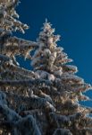 Snowy Trees Stock Photo