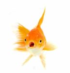 Gold Fish Stock Photo