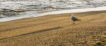 Seagull On The Beach Stock Photo