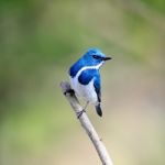 Male Ultramarine Flycatcher Stock Photo