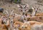 Rusa Deer Stock Photo