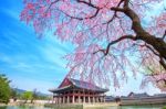 Gyeongbokgung Palace With Cherry Blossom In Spring,south Korea Stock Photo