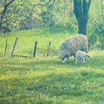 Sheep And Lamb On Green Field Stock Photo