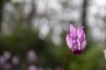 The Cyclamen Blooming In Israel	 Stock Photo