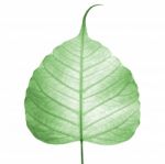 Green Bodhi Leaf Stock Photo