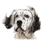 English Setter Stock Photo