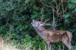 The Deer Of Richmond Park Stock Photo