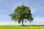 Isolated Tree Stock Photo