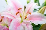 Pink Lily Flower Bouquet Stock Photo