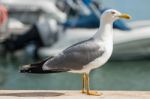 Close Up Of Seagull Stock Photo