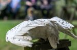 Snowy Owl (bubo Scandiacus) Stock Photo