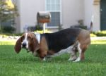 Basset Hound Stock Photo