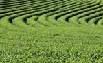 Tea Garden Stock Photo