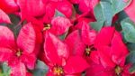 Group Of Red Poinsettia Flower (euphorbia Pulcherrima) Stock Photo