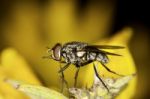 Flesh-fly Stock Photo