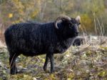 Hebridean Black Sheep At Warnham Nature Reserve Stock Photo