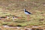 Black-winged Stilt (himantopus Himantopus) Stock Photo