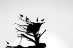 Storks Nest Stock Photo