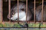 Otter In A Cage Stock Photo