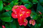 Red And Pink Anthurium Flower Also Known As Tail Flower Stock Photo