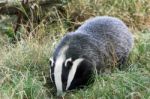 European Badger (meles Meles) Stock Photo