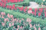 Colorful Flowers For Background Stock Photo