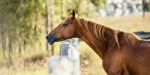 Horse In The Countryside Stock Photo