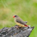 Female Red Avadavat Stock Photo