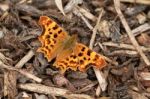 Butterfly On Tree Bark Stock Photo