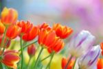 Tulip Stock Photo