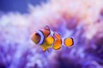 Cartoon Fish Near Sea Anemone Stock Photo