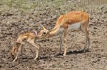 Doe With Its Fawn Stock Photo